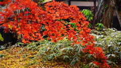 竹笹に紅をそえて