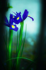 インディゴブルー