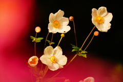旅先の花