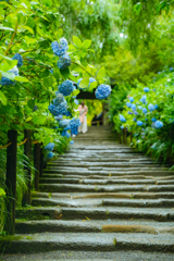 6月　雨の明月院