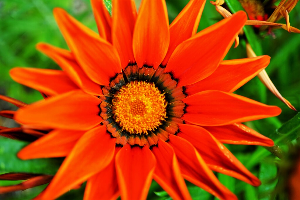 太陽の微笑み　１