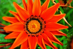 太陽の微笑み　１