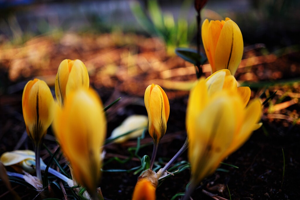 クロッカス　そのⅡ