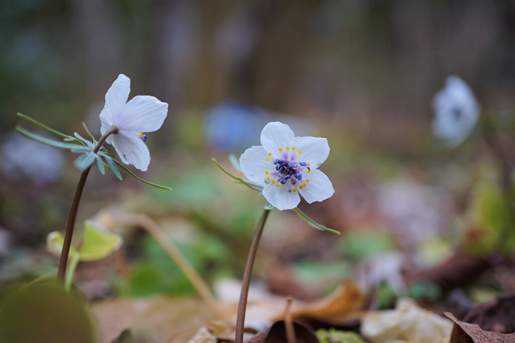 ツインズ　ダンシング