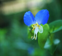 蛍草（つゆくさ）　2019.9