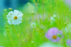 秋へのいざない