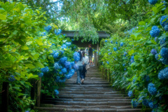 アジサイの山門