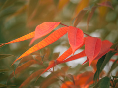 秋の葉