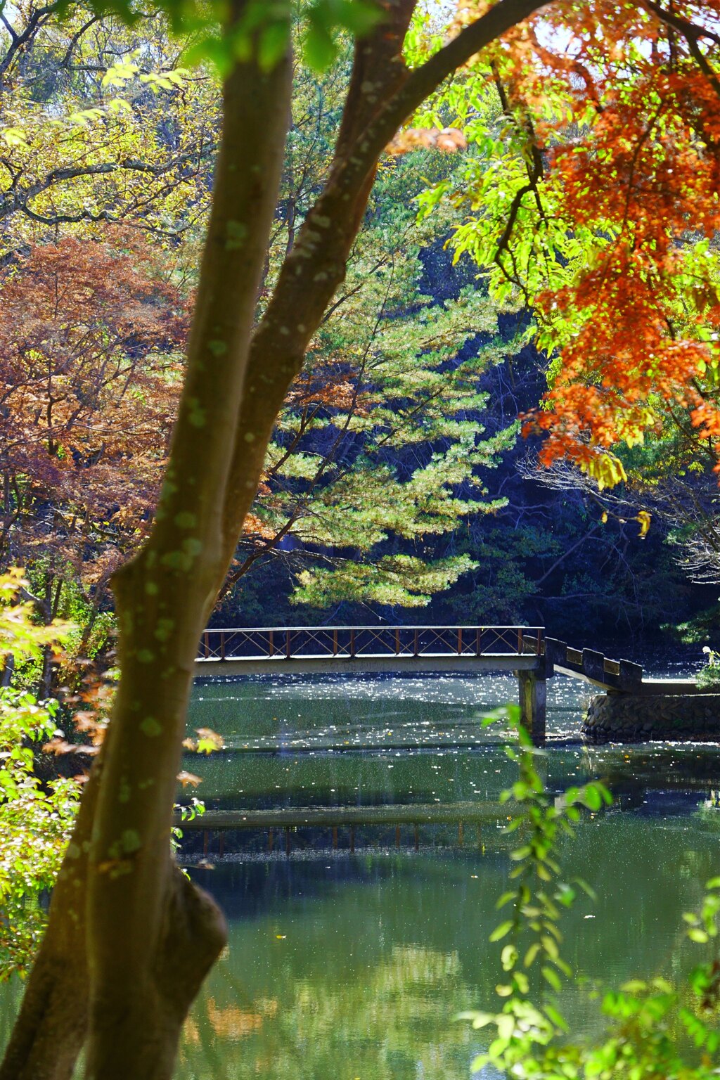震生湖　太鼓橋
