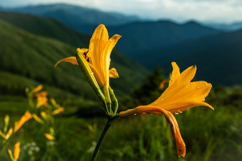 夏山　朝の風景　４