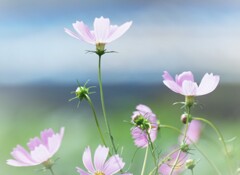 里山の秋桜
