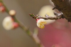 白梅　　蕾が・・