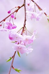 山里の桜　２