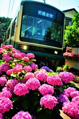 アジサイ電車