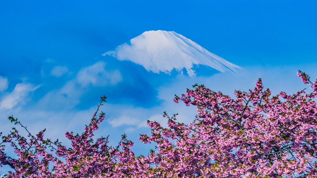 春の富士