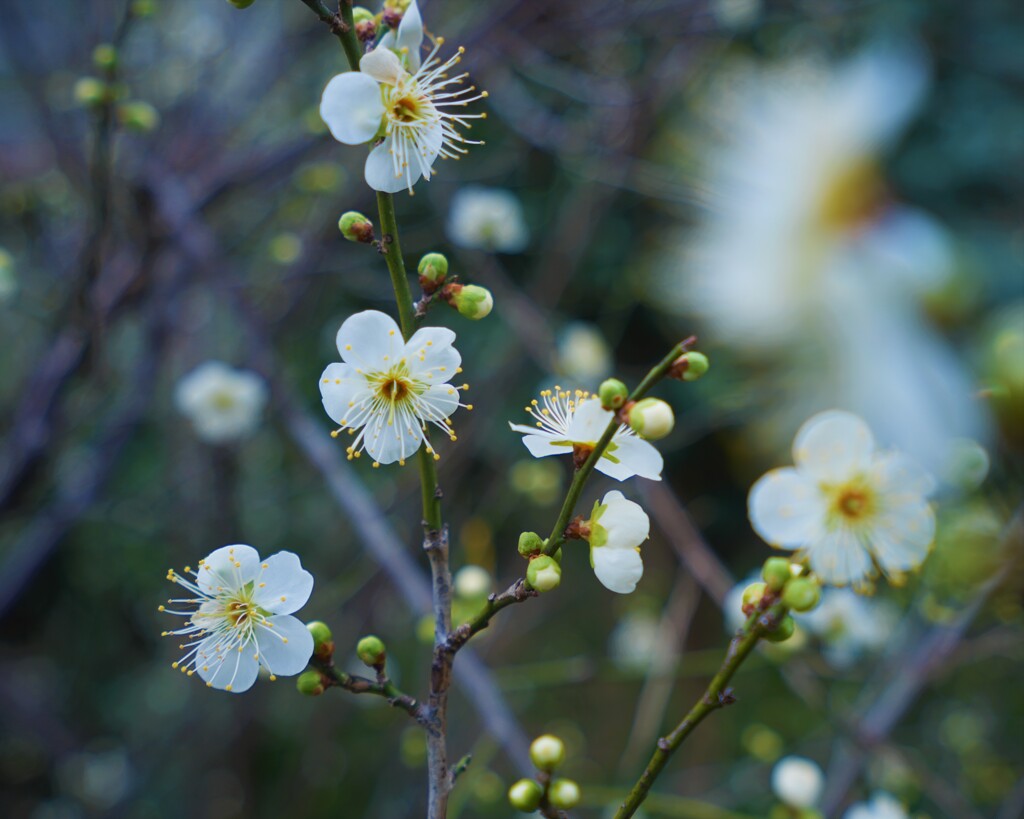 にぎやかな白梅