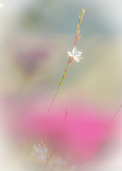 公園の花　ガウラ