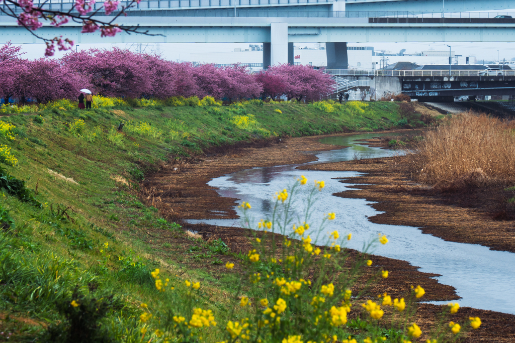 河津桜　小出川