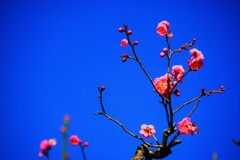 青空に咲く