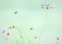 しなやかに舞う