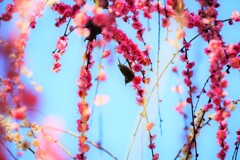 春爛漫（すだれ梅）