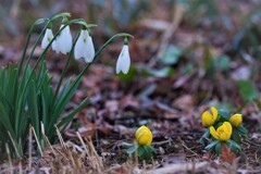 春のご挨拶　その２