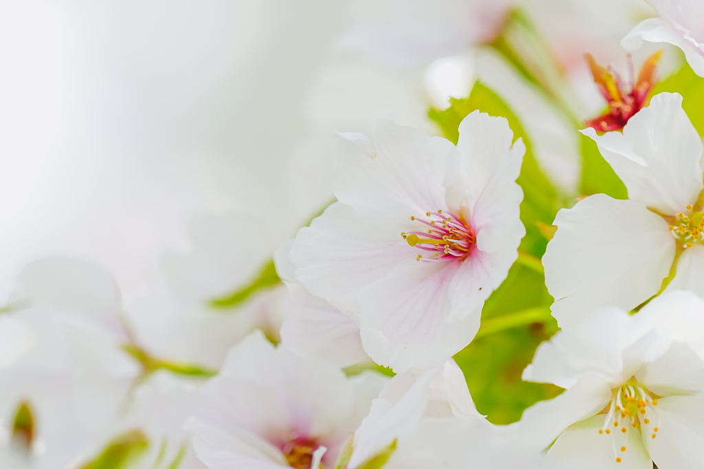 さくら　花芯