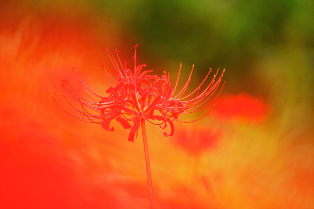 炎のなかに咲く