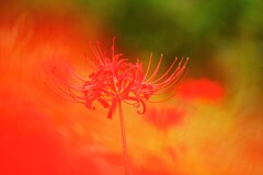 炎のなかに咲く