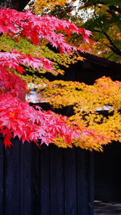 黄葉、紅葉の塀渡り
