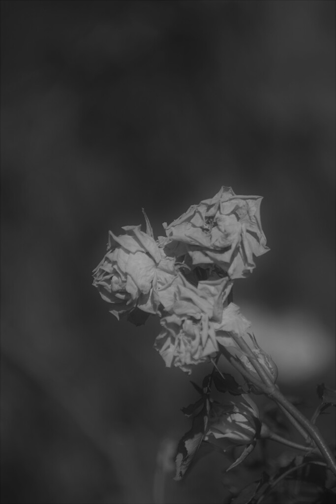 枯れても美しく　その２