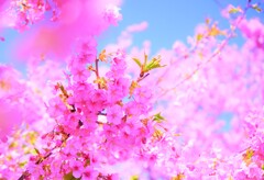 華やか・・河津桜