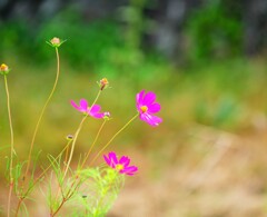 儚い（はかない）