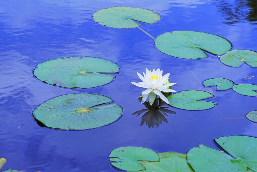 今日のスイレン