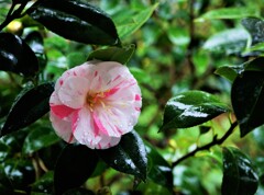 春の雨に濡れて