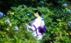 明月院　愛でる