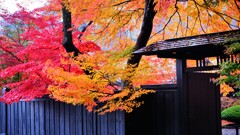 秋彩と黒塀