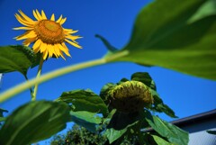 今、ふたたびの