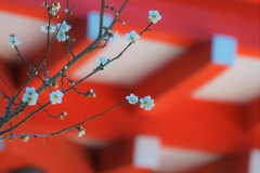 社（やしろ）の白梅