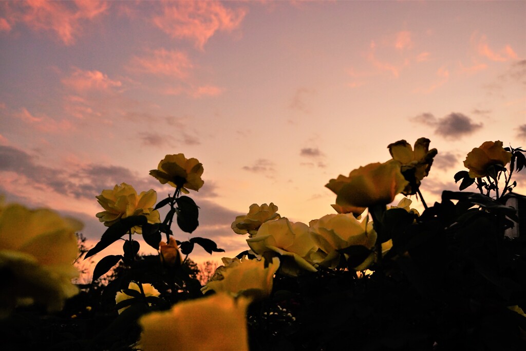 トワイライトの薔薇　Ⅲ