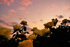 トワイライトの薔薇　Ⅲ