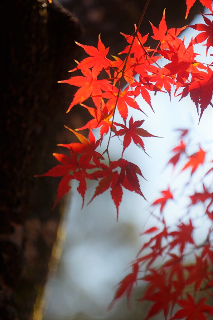 萌える紅葉