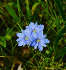 会津駒ケ岳の花