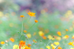 パステルなお花
