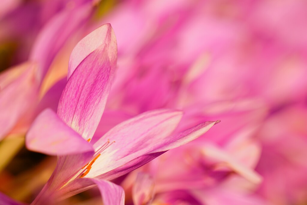 名前の知らない花