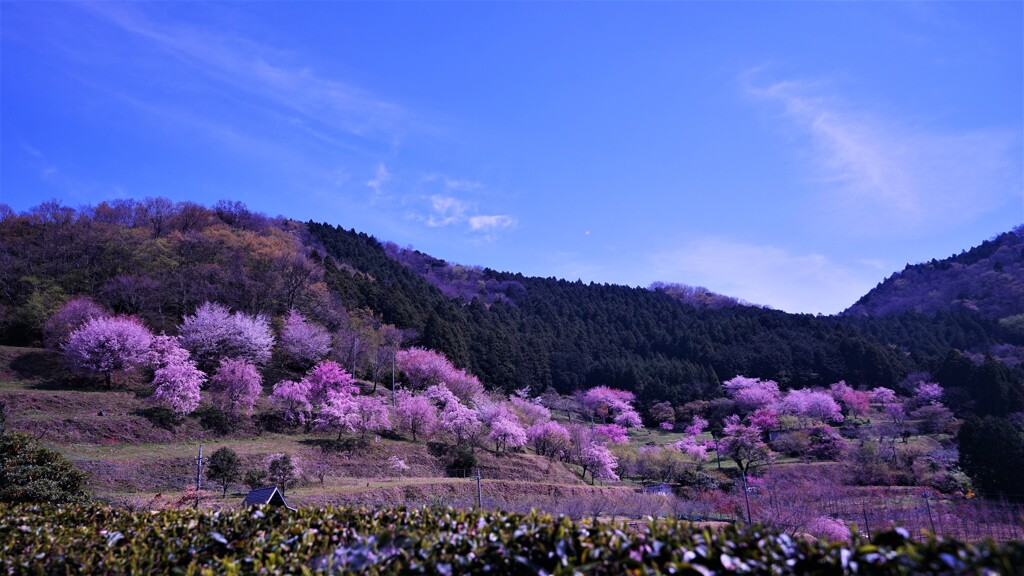 山里の桜　１