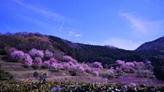 山里の桜　１