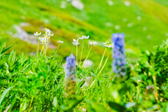 天上のお花畑　１