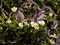 上高地・梅花藻　2019.9