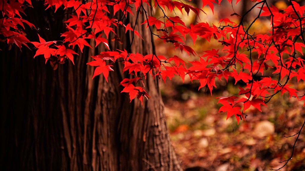 紅もみじ